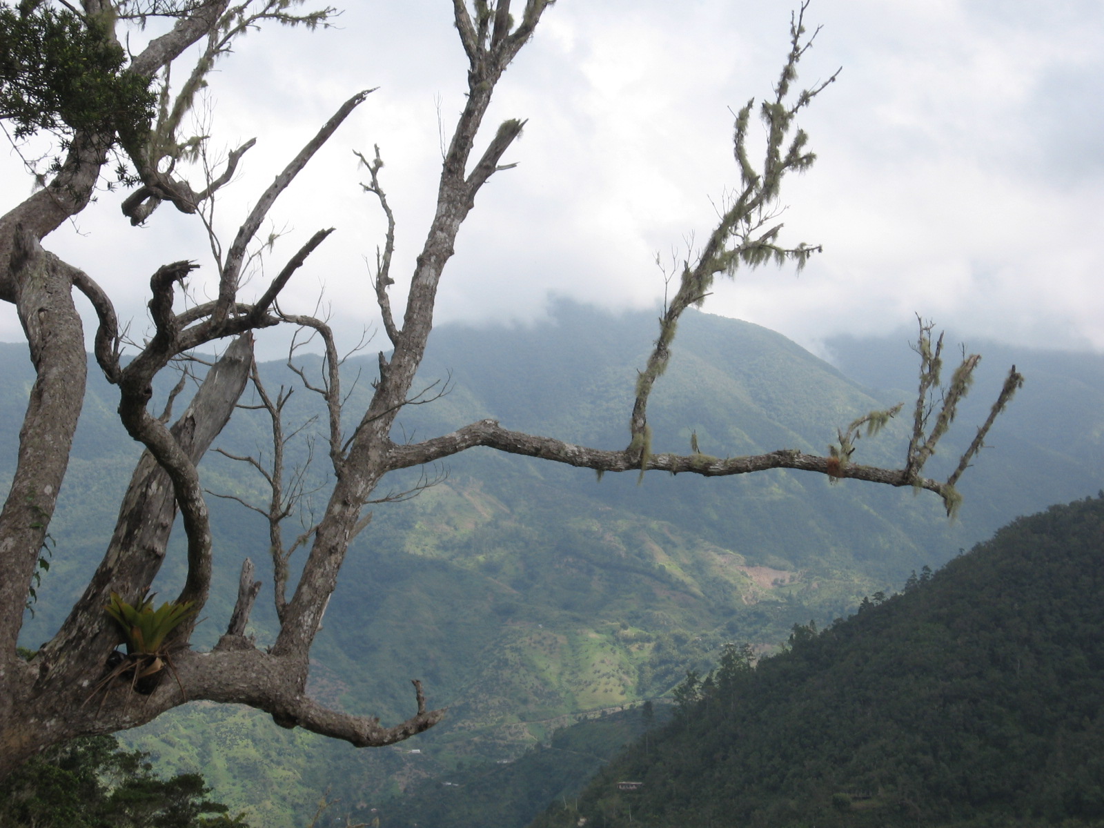 Blue Mountains, Jamaïque